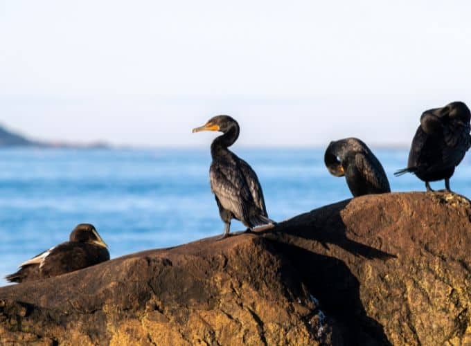 photo de cormoran sur un rocher en Corse.