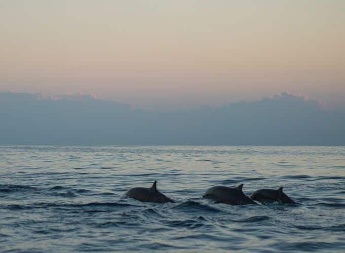 photo dauphin en mer au coucher du soleil en Corse.
