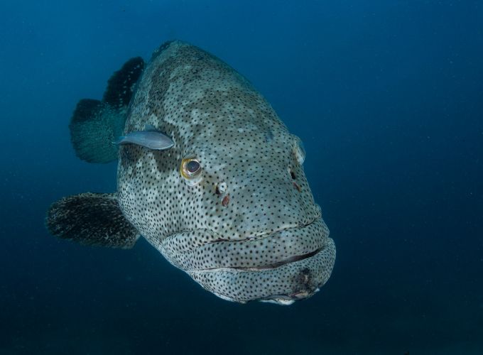 photo d'un grand mérou en mer Corse.