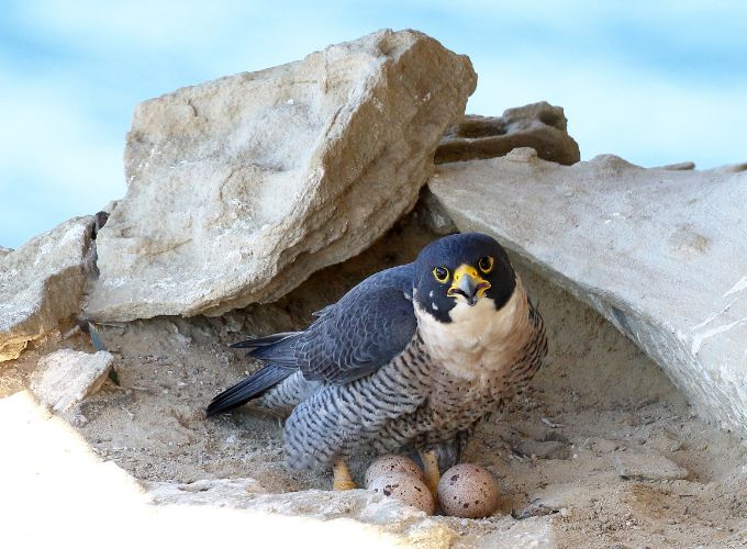 protection des habitats fragiles photo sur un oiseau marin