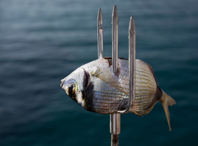 photo poisson sur flèche de plongée en Corse.