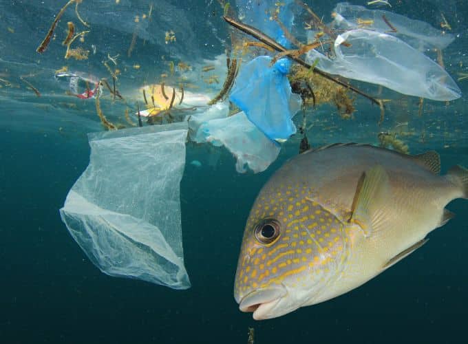 pollution en mer, déchet en plastique parmi les poissons en mer en Corse