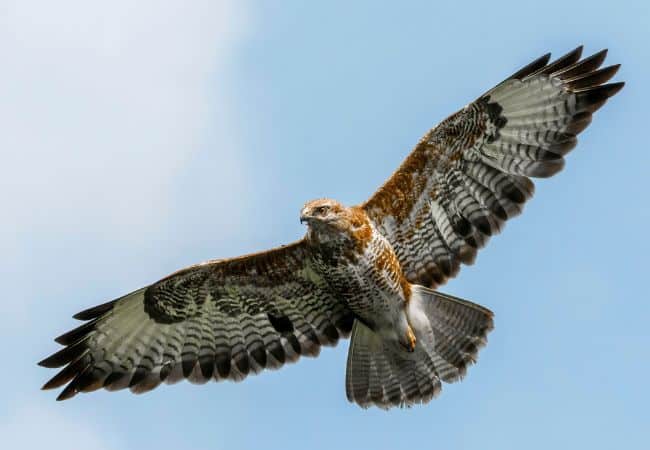 Photo d'un aigle dans le ciel Corse pour illustrer la valeur de l'écologie par l'agence My Way Yachting  qui loue des bateaux en Corse.